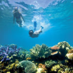 Snorkelling on the Great Barrier Reef in Cairns